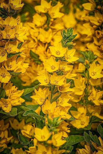 Jaynes Gallery 아티스트의 USA-Colorado-Fort Collins Yellow loosestrife flowers작품입니다.